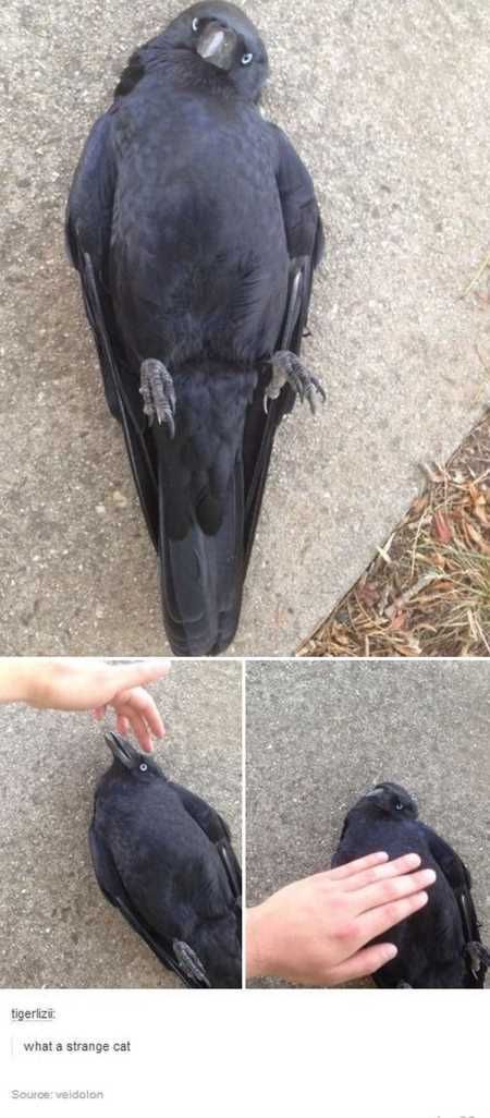 Really Funny Pictures 3025