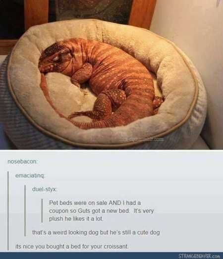 Really Funny Pictures 3037