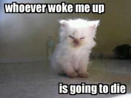 The Best Funny Animal Pictures Ever 4002