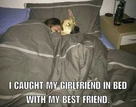 The Best Funny Animal Pictures Ever 4004