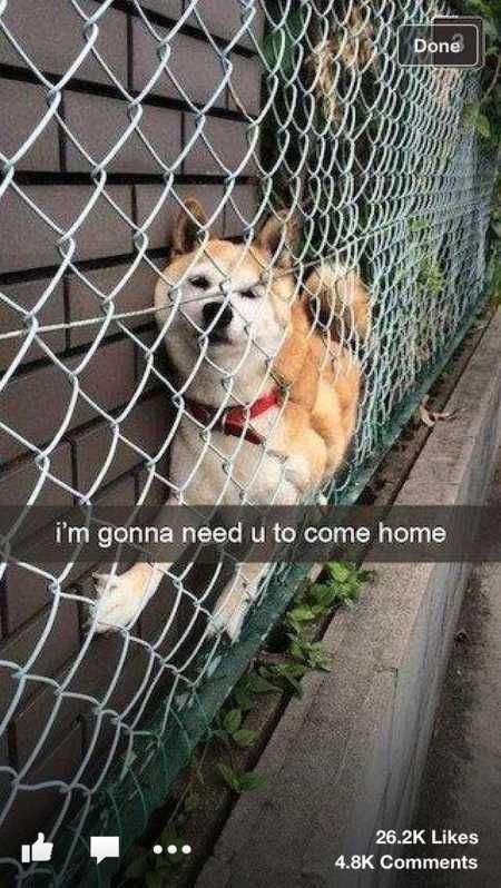 The Best Funny Animal Pictures Ever 4006