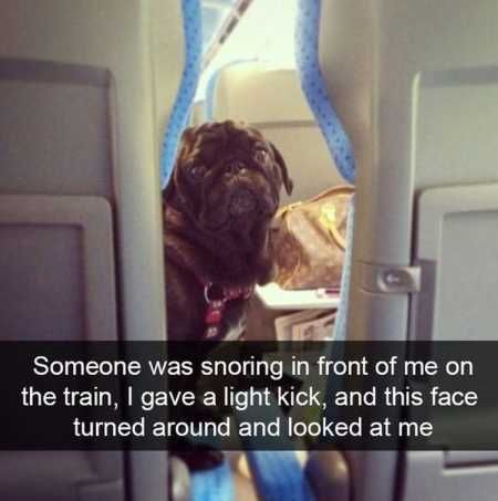 The Best Funny Animal Pictures Ever 4007