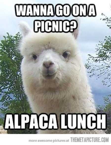 The Best Funny Animal Pictures Ever 4008