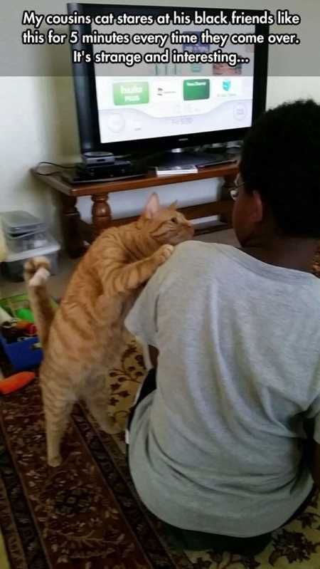 The Best Funny Animal Pictures Ever 4013