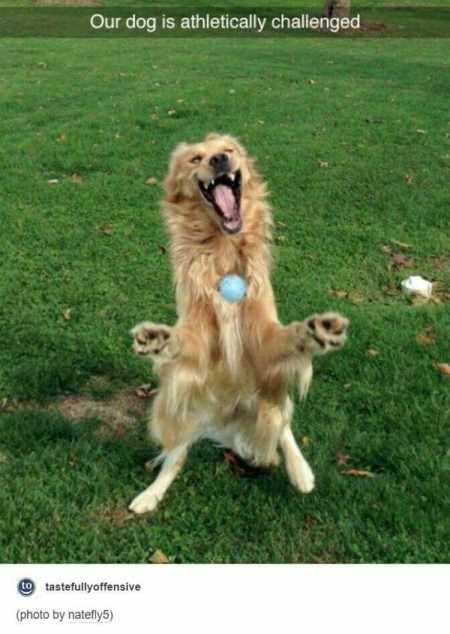 The Best Funny Animal Pictures Ever 4015