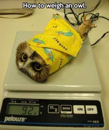 The Best Funny Animal Pictures Ever 4016