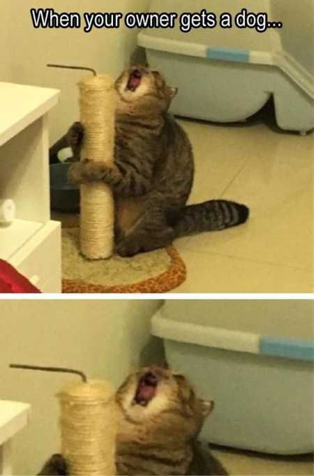 The Best Funny Animal Pictures Ever 4017