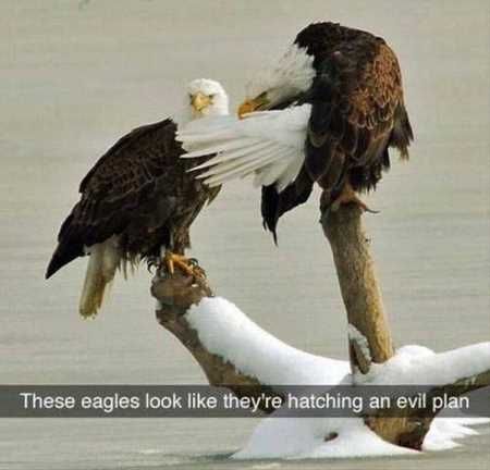 The Best Funny Animal Pictures Ever 4019