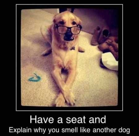 The Best Funny Animal Pictures Ever 4025