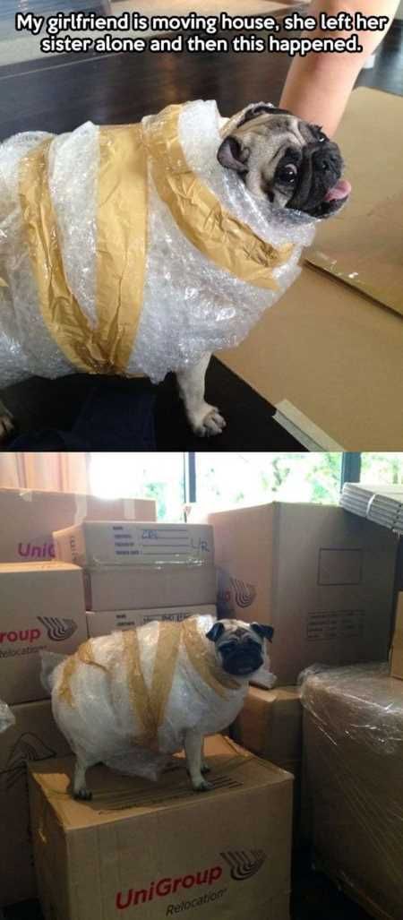 The Best Funny Animal Pictures Ever 4026
