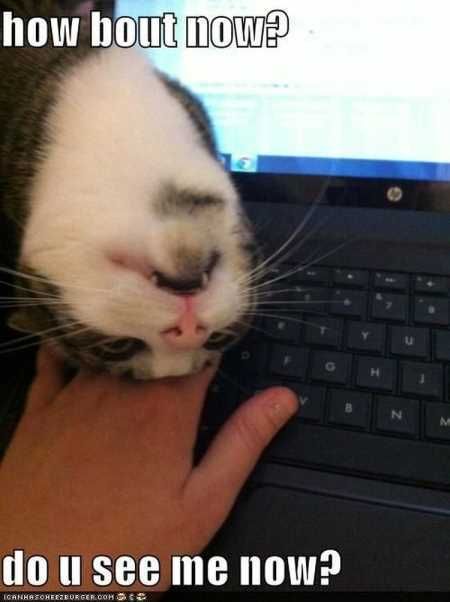 The Best Funny Animal Pictures Ever 4028