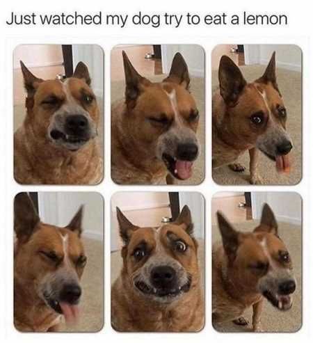 The Best Funny Animal Pictures Ever 4030