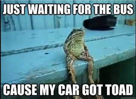 The Best Funny Animal Pictures Ever 4031