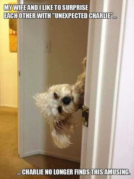 The Best Funny Animal Pictures Ever 4035