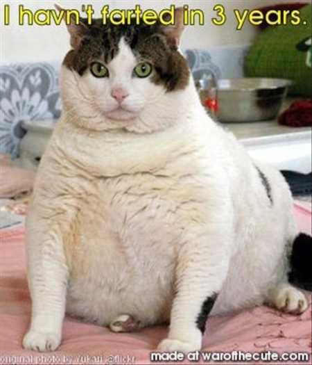 The Best Funny Animal Pictures Ever 4036