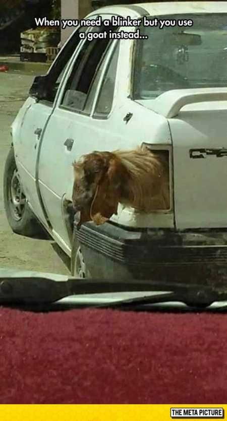 The Best Funny Pics Ever 4024