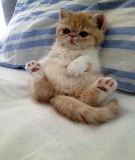 Absolutely Adorable And Funny Animals 401