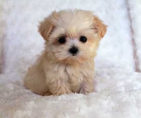 Absolutely Adorable And Funny Animals 402