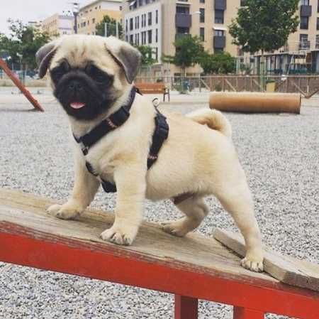Absolutely Adorable And Funny Animals 403