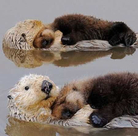 Absolutely Adorable And Funny Animals 407