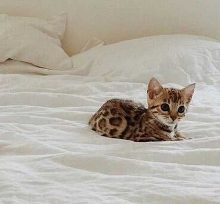 Absolutely Adorable And Funny Animals 410