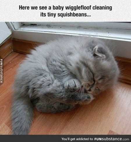 Absolutely Adorable And Funny Animals 411