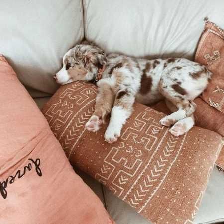 Absolutely Adorable And Funny Animals 413