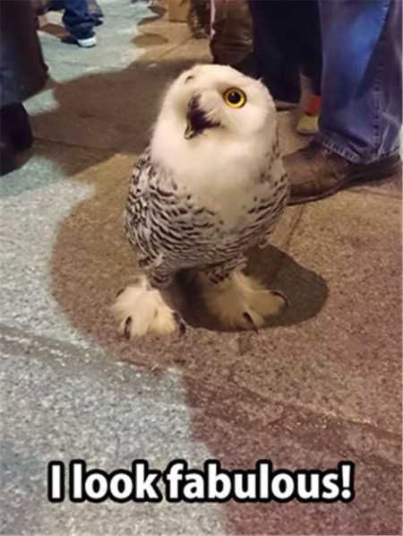 Absolutely Adorable And Funny Animals 414