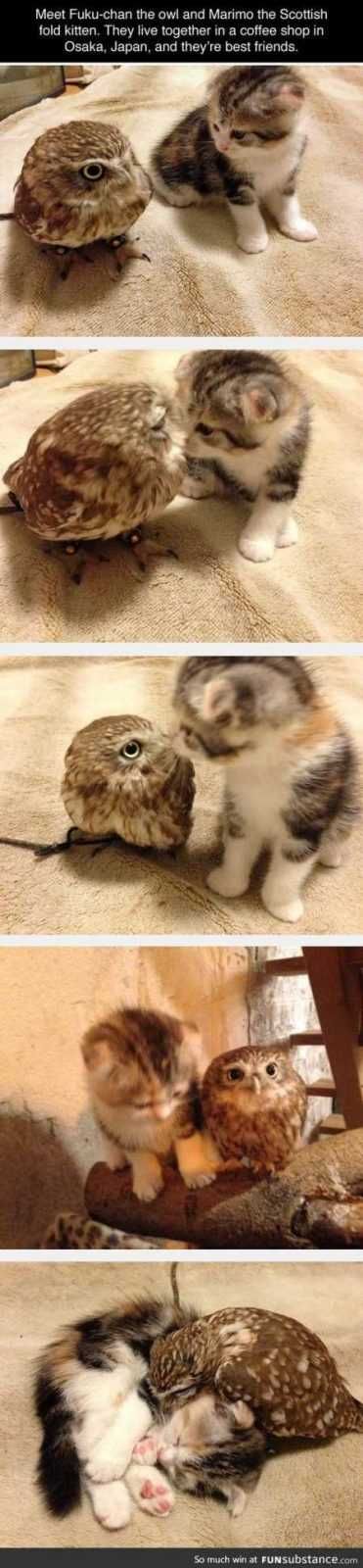 Absolutely Adorable And Funny Animals 416