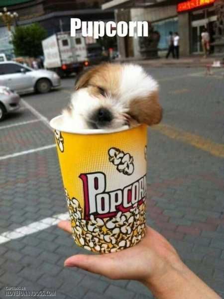 Absolutely Adorable And Funny Animals 417