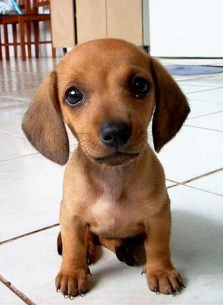Absolutely Adorable And Funny Animals 419