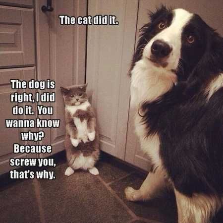 Absolutely Adorable And Funny Animals 420