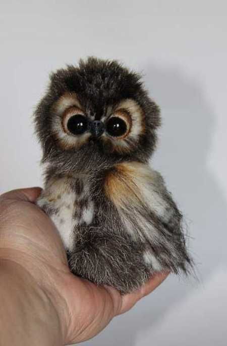Absolutely Adorable And Funny Animals 421