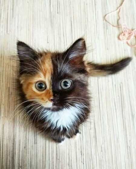 Absolutely Adorable And Funny Animals 422