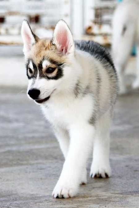 Absolutely Adorable And Funny Animals 423