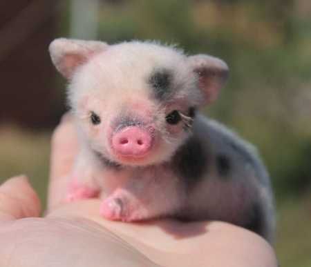 Absolutely Adorable And Funny Animals 426