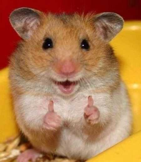 Absolutely Adorable And Funny Animals 427