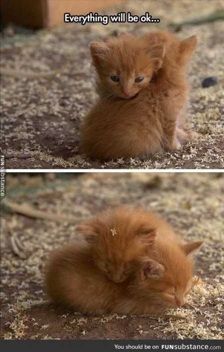 Absolutely Adorable And Funny Animals 428