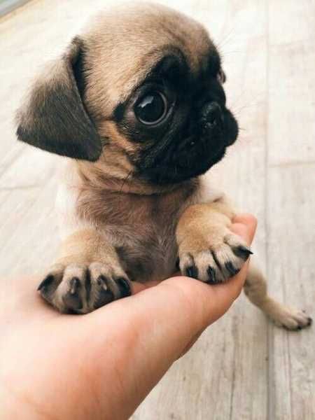 Absolutely Adorable And Funny Animals 429