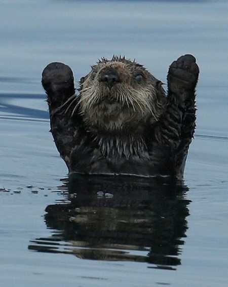 Absolutely Adorable And Funny Animals 430