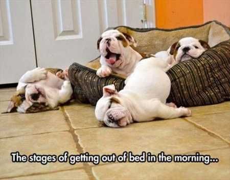 Absolutely Adorable And Funny Animals 432