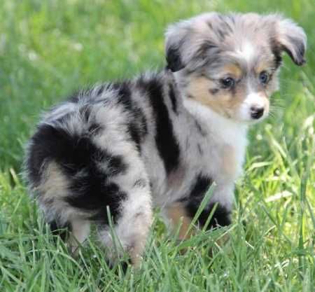 Absolutely Adorable And Funny Animals 433