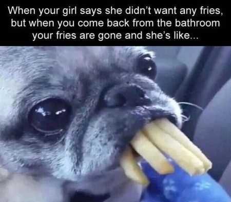Absolutely Adorable And Funny Animals 434