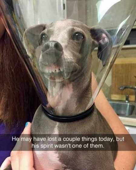 Absolutely Adorable And Funny Animals 435