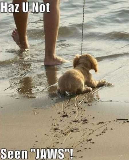 Absolutely Hilarious Animal Pictures 309