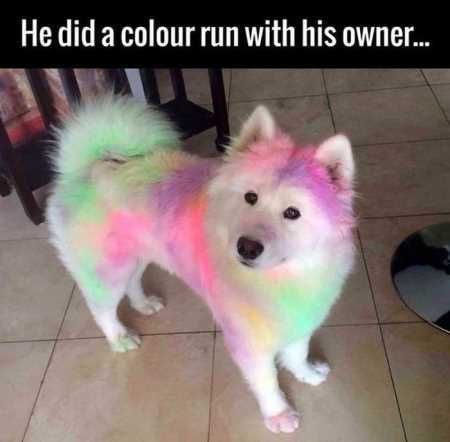 Absolutely Hilarious Animal Pictures 310