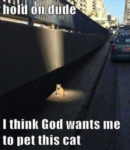 Absolutely Hilarious Animal Pictures 313