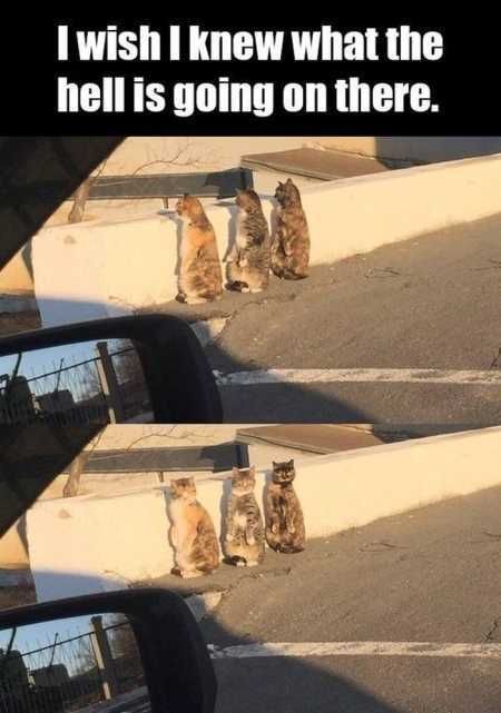 Absolutely Hilarious Animal Pictures 331