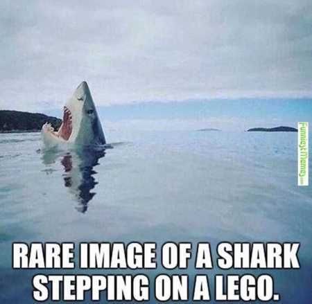 Absolutely Hilarious Animal Pictures 333