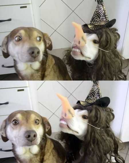 Absolutely Hilarious Animal Pictures 335